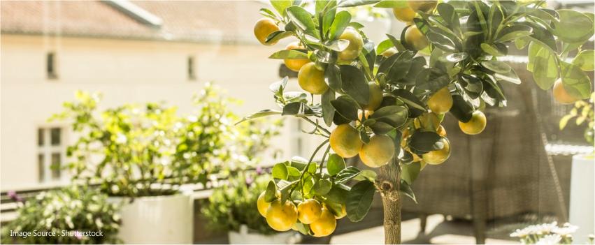 decorating balcony with plants