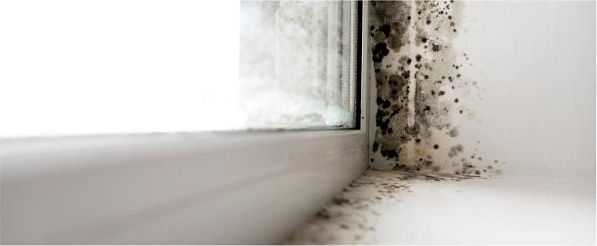 Damp in Bathroom Walls