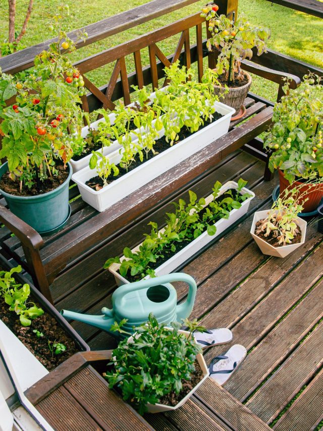 10 Tips to Create a Home Garden