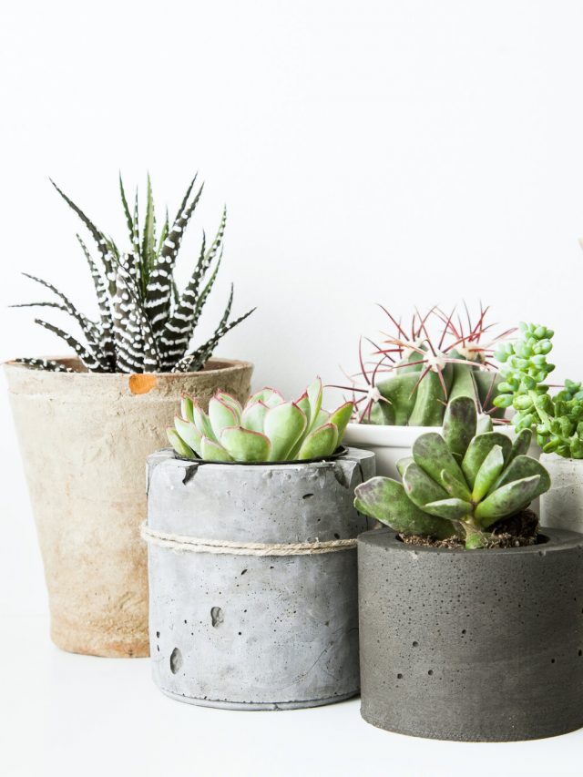 5 Beautiful Succulents to Grow at Home in Summer
